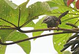 Band-backed Wren